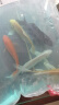 中国红冷水淡水观赏鱼锦鲤鱼活鱼金鱼小型好养红鲤鱼纯种小锦鲤 10-12cm长黑白黄红各一条 实拍图