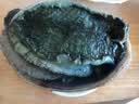 鲟食 新西兰黑金鲍 大鲍鱼高端食材生鲜海鲜水产过节送礼 新西兰黑金鲍 400-500g/只 实拍图
