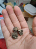 北京同仁堂猫爪草中草药材新鲜猫瓜草 三散草 猫抓草500克水洗新货猫爪草 500g 实拍图