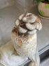 菇婆婆平菇蘑菇种植菌包菌棒盆栽食用菌种家庭趣味栽培阳台采新鲜的蘑菇 灰平菇【出口级-1袋装】 袋装 实拍图