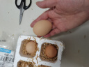 宛味宝散养谷物鲜鸡蛋 农场直供 单枚40±5g 6枚 实拍图