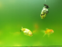 疯狂水草（FKSC）鱼缸除藻剂去苔剂青苔清除剂1100ml水质调理剂除绿水金鱼小球藻类 实拍图