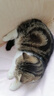 皇家猫粮波斯猫成猫全价粮 P30 猫咪通用粮 12月以上 【1岁以上】P30波斯猫成猫2kg 实拍图