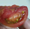 京地达栗贝诺山东铁皮草莓西红柿绿腚碱地番茄3斤单果约100克源头直发 实拍图