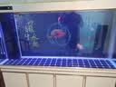 欧宝 金龙鱼缸 玻璃生态水族箱 屏风 大型鱼缸客厅办公室别墅定制鱼缸 180x50x90/68底过滤 实拍图