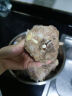 元牧希原切羔羊蝎子2斤 新西兰羊肉大块羊脊骨新鲜火锅炖汤食材冷冻生鲜 实拍图