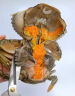 【活蟹】掌昕鲜三门青蟹 膏全母蟹（6-7两/只）3只 生鲜活螃蟹海鲜水产送礼盒非帝王蟹 实拍图