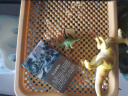 过凡（GUOFAN）儿童恐龙玩具24只动物软胶仿真模型大霸王龙三角龙塑胶3-6岁翼龙侏罗纪+54张认知卡生日礼物 实拍图