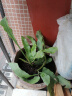 御卉阁 绿植盆栽花卉昙花苗  琼花苗 俗称月下美人 香味浓郁室内外盆栽 4年苗当年开花 实拍图