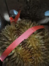 绿鲜森（lvxiansen）榴莲新鲜泰国进口金枕头巴掌应季带壳鲜果热带孕妇水果生鲜整箱 2-3斤（包三房起） 实拍图