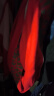 恒源祥男士内裤男本命年新年红色内裤50S纯色精梳棉抗菌四角短裤头2条 晒单实拍图
