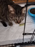慕熙猫草磨牙棒零食冻干鸡肉宠物猫咪食物去毛球温和排毛即食不吃可退 10根（升级款富含维C维E） 实拍图