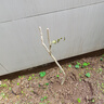 【2株装 开花多】长穗丰花紫藤花苗爬藤植物藤蔓紫藤花树苗萝老桩盆栽四季开花庭院 紫藤萝5年苗(2株装) 不含盆 实拍图