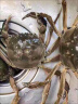 【现货】今锦上 六月黄鲜活大闸蟹 12只装1.3-1.6两/只 现货螃蟹礼盒 去绳足重 实拍图