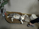 憨憨乐园 猫抓板大号68cm瓦楞纸窝碗形猫窝宠物猫玩具猫爪板磨爪器猫咪用品可玩可躺 实拍图