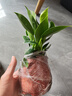 花行榜薄荷盆栽花卉绿植清新可食用薄荷叶植物薄荷+ins玻璃灰瓶源头直发 实拍图