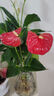 中梦花卉盆栽水培植物室内花绿植水养盆栽 红掌1棵 不含盆 实拍图
