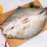 仙泉湖三去尖吻海鲈鱼 500g*1条 冷冻净膛金目鲈肉厚 海鲜水产食材 实拍图