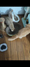 超大猫窝猫抓板一体耐磨不易掉屑猫咪窝磨爪耐抓保护沙发防猫抓圆形猫爪盆猫玩具 大号椭圆碗+剑麻球椭圆48*34 实拍图