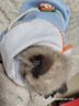 憨憨宠 狗狗衣服猫衣服宠物泰迪衣服冬季猫咪衣服小型犬衣服幼犬秋冬服 蓝色 萝卜小挎包卫衣 S号建议体重3-5斤 实拍图