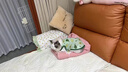 阿莫尔小狗狗猫咪衣服夏季薄款泰迪比熊博美背心宠物小型幼犬透气防掉毛 牛油果（夏季） M 建议5-7斤 背长28cm 实拍图