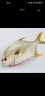 翔泰 冷冻二去金鲳鱼1kg 2条礼盒 生鲜鱼类 深海鱼 海鲜水产 晒单实拍图
