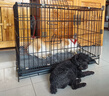 宠乐乖（CHONGLEGUAI）狗笼猫笼狗笼子中小型犬幼犬加粗加密折叠猫笼子猫咪兔笼具760JC 实拍图