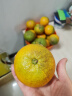 京榴香国产新鲜土豆蔬菜生鲜 尝鲜60g 乒乓球大小/多件合发 实拍图