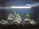 画法几何鱼缸造景海绵宝宝菠萝屋装饰摆件仿真造景沉木鱼缸水族箱造景 青龙石造景套装 实拍图