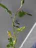 泰西丝爬藤月季花树苗阳台花卉庭院绿植四季浓香室内外蔷薇玫瑰源头直发 实拍图