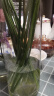 吕姆克玻璃花瓶水养插花瓶水培富贵竹客厅花瓶摆件透明直筒款25cm5517 晒单实拍图