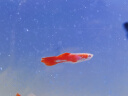 森悠（SARYOR）孔雀鱼纯种观赏鱼小型淡水好养热带鱼活体斑马金鱼繁殖 美国全红2对+1对防损【3公3母】 实拍图
