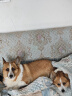 比瑞吉自然均衡中大型小型犬幼犬通用12kg成犬狗粮金毛泰迪 实拍图
