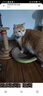 超大猫窝猫抓板一体耐磨不易掉屑猫咪窝磨爪耐抓保护沙发防猫抓圆形猫爪盆猫玩具 大号椭圆碗+剑麻球椭圆48*34 实拍图