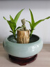 绿荫巷子带芽巴西木好养活水培植物幸运木桌面绿植小盆栽办公室内水养送礼 带芽11cm【宽边大白瓷盆】格鲁特 【中号】直径6-7厘米 含营养液 实拍图