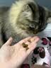 中鲨宠物胶原蛋白卵磷脂猫犬通用美毛养护毛发护肤狗狗猫咪保健营养品 胶原蛋白卵磷脂 280G1罐 实拍图