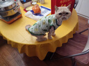 阿莫尔小狗狗猫咪衣服夏季薄款泰迪比熊博美背心宠物小型幼犬透气防掉毛 牛油果（夏季） L 建议7-9斤 背长32cm 实拍图