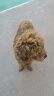 麦富迪 狗粮藻趣儿中大型犬小型犬通用美毛冻干幼犬粮1.5kg 实拍图