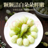 贡苑花草茶 广西原产茉莉花苞【保鲜铁罐115克】 茉莉花茶叶新花干 实拍图