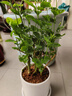 幼薇茉莉花盆栽花苗四季常青植物室内花卉开花不断绿植盆栽 茉莉花老桩+大白圆柱瓷盆+底托 带盆栽好 实拍图