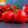 IDEAL理想农业 圣女果番茄种子水果西红柿种子樱桃小番茄种籽100粒*1包 实拍图