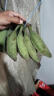 青惠悠正宗广西牛角蕉酸甜大芭蕉糯米青皮海南皇帝土香蕉新鲜水果整箱 3斤 晒单实拍图