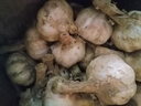 农多鲜河南干蒜新鲜正宗紫皮大蒜 多瓣蒜当季新鲜农产品蔬菜 净重3斤大果 实拍图