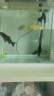 中国红冷水淡水观赏鱼锦鲤鱼活鱼金鱼小型好养红鲤鱼纯种小锦鲤 6-8cm长黑白黄红各一条 实拍图