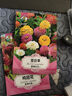 绿林花语 百日草种子百日菊混色花卉种籽花期长四季阳台庭院盆栽绿化种植 实拍图