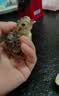 暖立方全自动孵化器小型家用孵化机实验孵化箱智能芦丁孵蛋器鸡鸭鹅鸽 【充电宝可供电】18枚半自动-鸟蛋蛋盘 实拍图