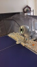 庞伯特（pongbot） omni 乒乓球发球机 家用单人专业智能自动乒乓球训练器 发球器 omni增强版(遥控+集球网+250球) 晒单实拍图