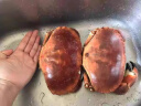 首鲜道 原装进口超大1-2只面包蟹鲜活熟冻螃蟹满黄大螃蟹海鲜蟹类 面包蟹 2只共1600-1200g（大号） 晒单实拍图