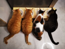 比瑞吉 优选系列 冻干肉草本颗粒（山楂+荷叶）12kg 室内成猫猫粮1岁+ 实拍图