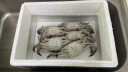 鱻谣 梭子蟹1300g/5-6只整蟹 4-6两/只 当季液氮冷冻吕四黄海海螃蟹新鲜 生鲜蟹类 实拍图